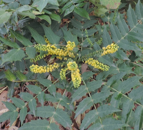 Mahonia sp (Berberidaceae)  orig. Cina